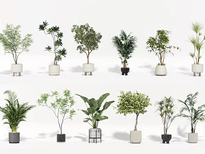 Various Bonsai Potted Plants in Different Style Planters on White Background 3d model