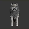 Realistic Detailed 3D Wolf Model Standing On Gray Background With Reflection 3d model