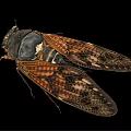 Detailed Cicada With Transparent Wings And Brown Body On Black Background