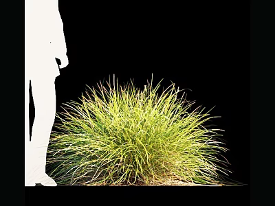 Lush Green Ornamental Grass With Human Silhouette On Black Background 3d model