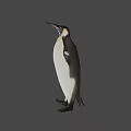 Emperor Penguin With Yellow Neck Black White Plumage And Spread Wings