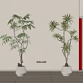 Indoor Bonsai Potted Plants With Slender Branches And Green Leaves In White Pots