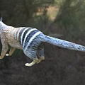 Striped Reptile With Brown Gray Scales Long Tail In Natural Grassland Area