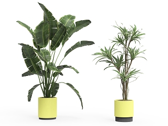 plant potted tree 3d model