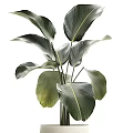 Lush Potted Plant With Large Green Leaves In Modern White Ceramic Pot