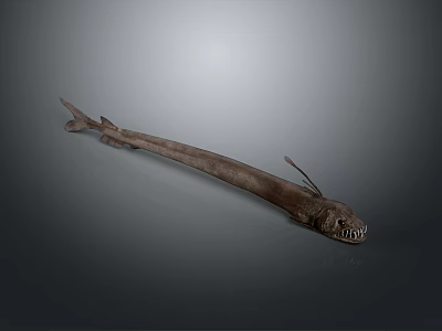 Deep Sea Fish With Long Slender Body Sharp Teeth And Dark Coloration 3d model