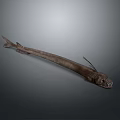 Deep Sea Fish With Long Slender Body Sharp Teeth And Dark Coloration 3d model