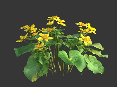 Vibrant Yellow Flowers With Fresh Green Heart Shaped Leaves Blooming Beautifully 3d model
