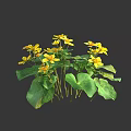 Vibrant Yellow Flowers With Fresh Green Heart Shaped Leaves Blooming Beautifully