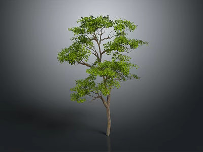 Lush Green Tree With Thick Trunk And Dense Foliage Isolated On Gray Background 3d model