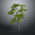 Lush Green Tree With Thick Trunk And Dense Foliage Isolated On Gray Background
