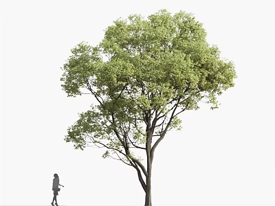 Lush Green Arbor With Dense Foliage And A Person Walking Nearby On White Background 3d model