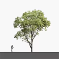 Lush Green Arbor With Dense Foliage And A Person Walking Nearby On White Background