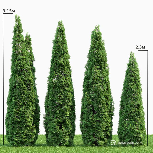 Four Upright Green Shrubs 2.3 Meters Tall For Garden Landscaping Use 3d model 