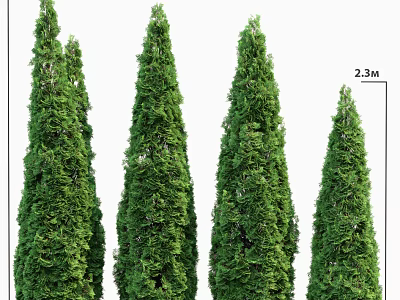 Four Upright Green Shrubs 2.3 Meters Tall For Garden Landscaping Use 3d model
