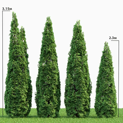 Four Upright Green Shrubs 2.3 Meters Tall For Garden Landscaping Use 3d model