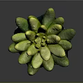 Succulent Plant With Green Yellow Plump Cluster Leaves On Dark Background