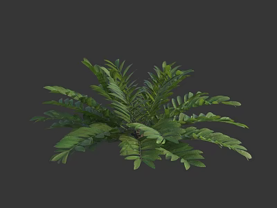 Lush Green Fern Plant With Vibrant Feathery Leaves And Dense Foliage 3d model