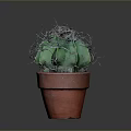 Green Spiky Cactus Plant in Red Terracotta Pot with White Thorns