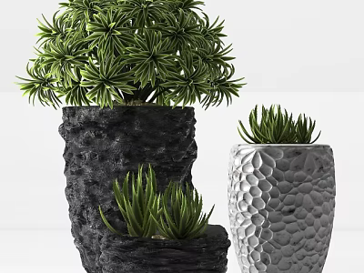 Bonsai Potted Plants Featuring Evergreen Succulents In Rough Textured And Patterned Pots 3d model