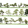 Zen Pine Tree Courtyard Pine Welcome Pine Pohan Pine Landscape Tree Bonsai Bonsai Bonsai Shrub Arbor 3d model