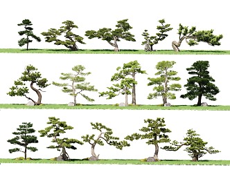 Zen Pine Tree Courtyard Pine Welcome Pine Pohan Pine Landscape Tree Bonsai Shrub Arbor 3d model