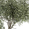 Lush Green Potted Olive Trees in Various Sizes with Concrete Planters for Home Decor