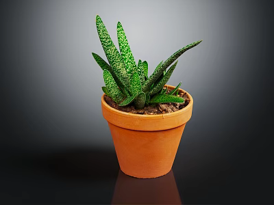 Spotted Green Succulent Plant With Long Pointed Leaves In Terracotta Pot For Indoor Decor 3d model