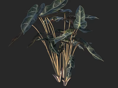 Lush Green Plants With Large Leaves And White Stripes On Golden Stems 3d model