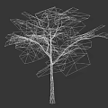 Single Deciduous Tree With Lush Vibrant Green Foliage And Natural Growth Shape