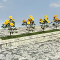 Yellow Roses Four Plants On Stone Slab Platform With Blue Sky And White Clouds Background