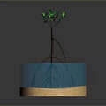 Small Green Tree Growing In Blue Water Container With Brown Base