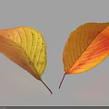 Vibrant Autumn Leaves With Yellow Red Hues Clear Veins And Shadow On Light Background
