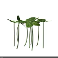 Clover Plants with Fresh Green Leaves Growing on Long Green Stems Against Dark Background