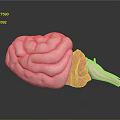 High Quality Medical Anatomical Brain Model With Detailed Organ Structure On Reflective Surface