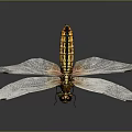 Dragonfly with yellow black body and transparent wings on dark background
