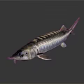 Silver Striped Sturgeon Fish With Long Snout And Scaly Body On Dark Background Showing Reflection
