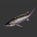 Modern Fish Beluga European Sturgeon Beluga 3d model