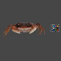 Realistic Brown Crab With Colorful Rubik's Cube On Gray Background