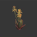 Green Aloe Plant With Red Flowers Blooming On Gray Studio Background