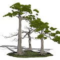 Three Tall Arbor Trees With Green Canopies And Textured Trunks On Lush Grass Base