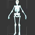Detailed Human Skeletal System Anatomical Structure With Bone Components And Joints