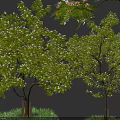 Lush Green Arbor With Healthy Trunks Fresh Leaves And Grass Surroundings