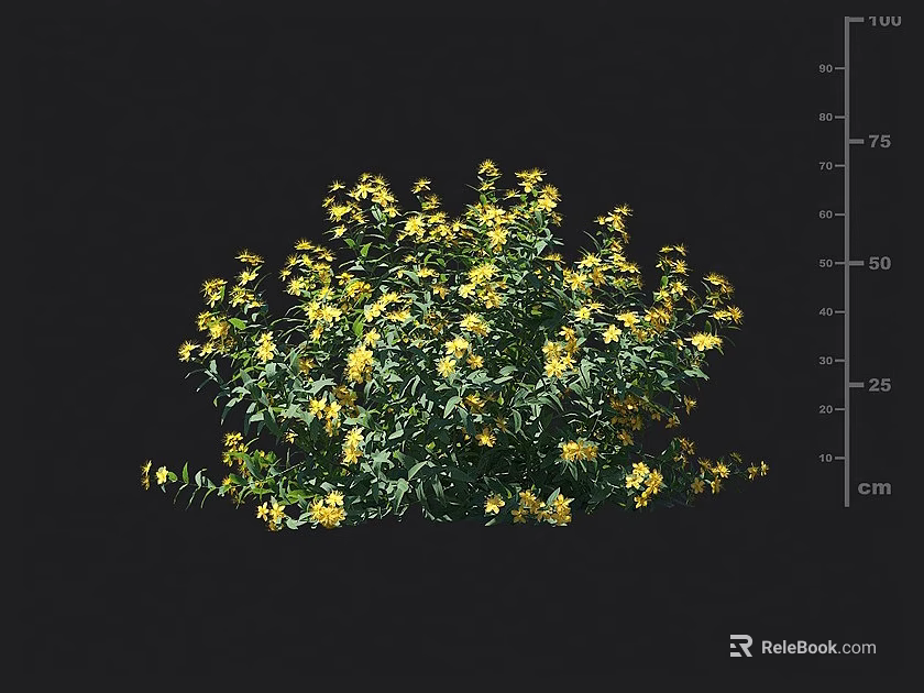 Lush Yellow Flower Bush With Green Leaves And Height Measurement In Centimeters 3d model 