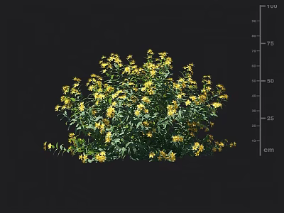 Lush Yellow Flower Bush With Green Leaves And Height Measurement In Centimeters 3d model