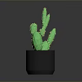 Potted Green Cactus Plant in Black Pot with Orange Soil