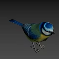 Colorful Bird With Blue Head Green Body Yellow Belly And White Stripes