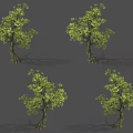 Isolated Arbor Tree with Green Leaves and Brown Trunk in Different Perspectives