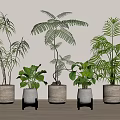 Various Leafy Green Indoor Potted Plants In Stylish Decorative Pots For Home Interior