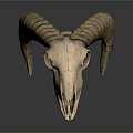 Sheep Skull With Curved Horns Isolated On White Background Showing Natural Features